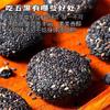 Cinco camote negro grano Sésamo Coco rallado bola de camote tamal de arroz glutinoso seco comer sopa redondo burro rodante panadería tradicional tamal de arroz glutinoso