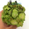 Hierba enmallada, helecho de hoja pequeña, micro paisajismo, terrario acuático, musgo hidropónico, planta verde decorativa, planta verde de escritorio DIY