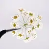 Bolas Pequeñas de Flores de Narciso, Especímenes de Plantas Prensadas de Flores Secas, Marcadores de Libros, Hojas Reales, Pegatinas de Flores Reales, Materiales de Flores Prensadas