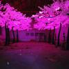 Fuente Fabricantes Producción Suministro Árboles de cerezo artificiales LED Luces de árboles artificiales Luces LED para paisajes de jardín
