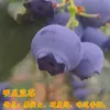 Plántulas de Arándanos con Macetas de Fruta, Plántulas de Fruta para Balcón Plantadas en el Suelo, Siembra en el Sur y el Norte, Plántulas de Arándanos que Dan Fruto en el Mismo Año