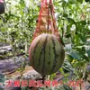 Bolsa de rede para pendurar melancia em estufa, bolsa de rede grossa para pendurar melão, melão pendurado, melão cantalupo espessado, vermelho com corda, bolsa de rede plástica
