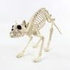 Decorações de esqueleto de Halloween Dragão voador Gato Aranha Crânio osso ornamentos Esqueleto animal de plástico adereços de layout