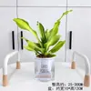 Planta de Madeira de Ferro Iemenita Coração Dourado para Sala de Estar Interna e Mesa de Escritório, Sempre Verde, Purificadora de Ar, Absorvente de Formaldeído