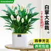 Maceta Grande de Planta de Palma Blanca de una Pieza para Dropshipping, un Símbolo de Buena Fortuna, Planta en Maceta con Flores, Planta Hidropónica, Planta con Flores, Planta Verde para Interior de Oficina
