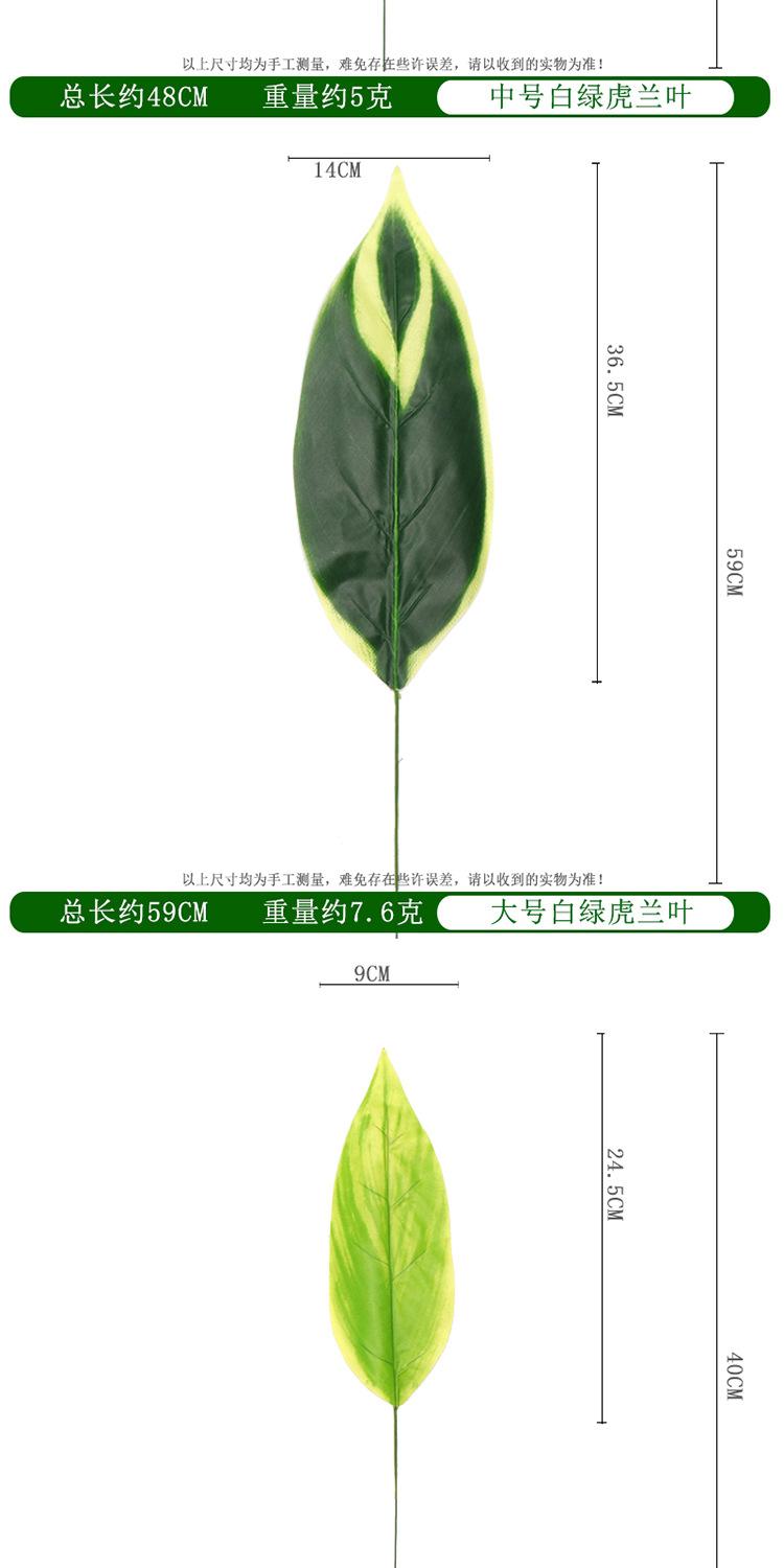 白玉虎兰叶单支_05.jpg