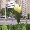Cabeça de Rosa Grande Simulada Janela Grande Adereços Caminho de Casamento Decoração de Fundo Adereços de Foto