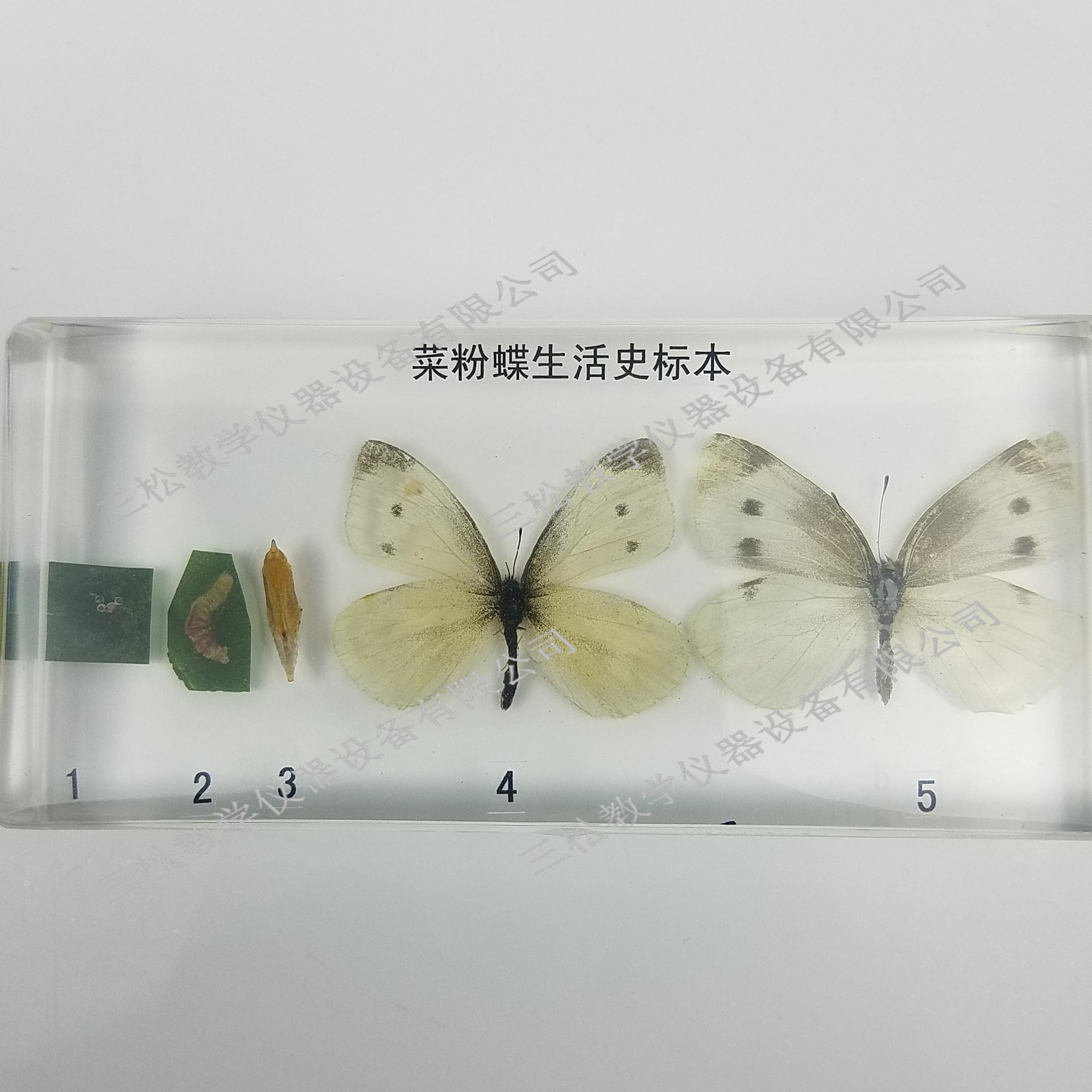 菜粉蝶生活史包埋标本细节图1_副本