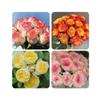 Balcón de Jugo Planta en Maceta Rosa con Capullos Florece Todo el Año Flor de Rosa Rosales Fáciles de Cultivar con Aroma Frutal