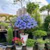 Planta Extraordinária de Sementeira Floco de Neve Azul Floco de Neve Branca em Vaso Planta Resistente ao Calor e Fácil de Cultivar Jardim Pátio Trepadeira Cinta de Flores Cinta de Flores Solo
