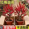 Plántulas de Árbol de Flor de Ciruelo de Invierno Resistente al Frío, Plantas en Maceta, Injertos Originales de Variedades Preciosas y Fáciles de Cultivar, Adecuado para Jardines Interiores y Exteriores, Árboles de Ciruelo Rojo Fragantes con Troncos Viejos