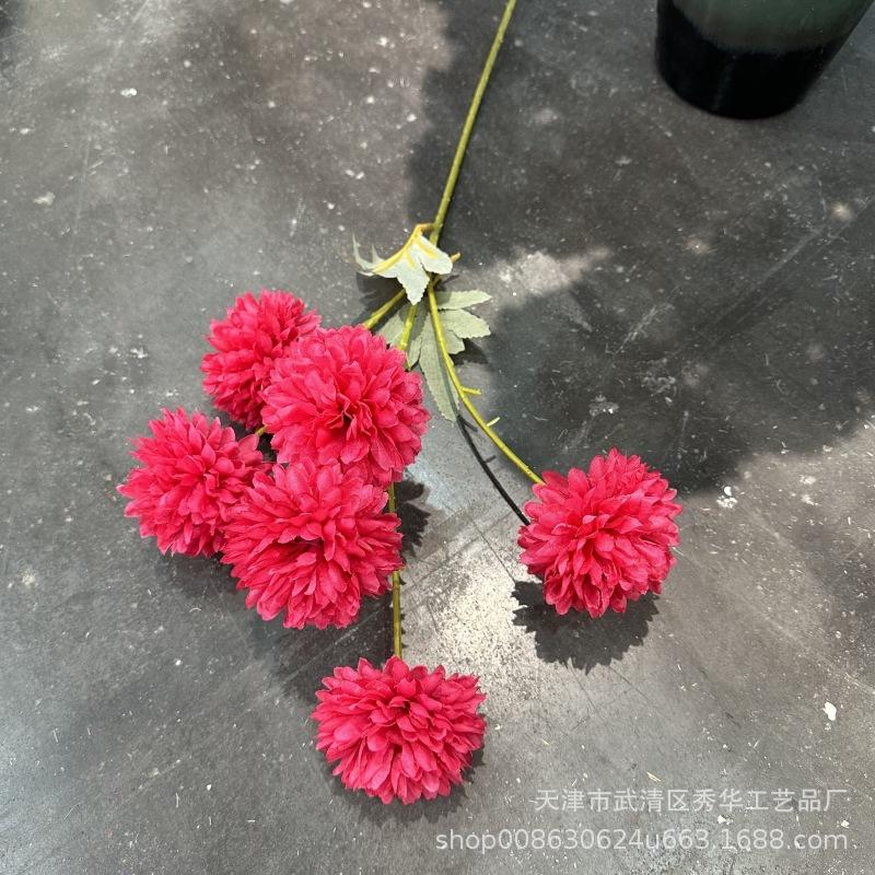 6头球菊玫红色