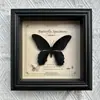 Marco de Fotos con Foto de Espécimen de Mariposa Real Elegante Madera Decorativa Pintura Muebles para el Hogar Marco de Fotos Retro Europeo Mesa Regalo de Cumpleaños