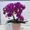 Planta em Vaso de Orquídea Phalaenopsis com Botões de Flor, Planta de Orquídea Grande com Hastes Florais para a Sala de Estar, Planta de Interior que Floresce o Ano Todo e é Fácil de Manter