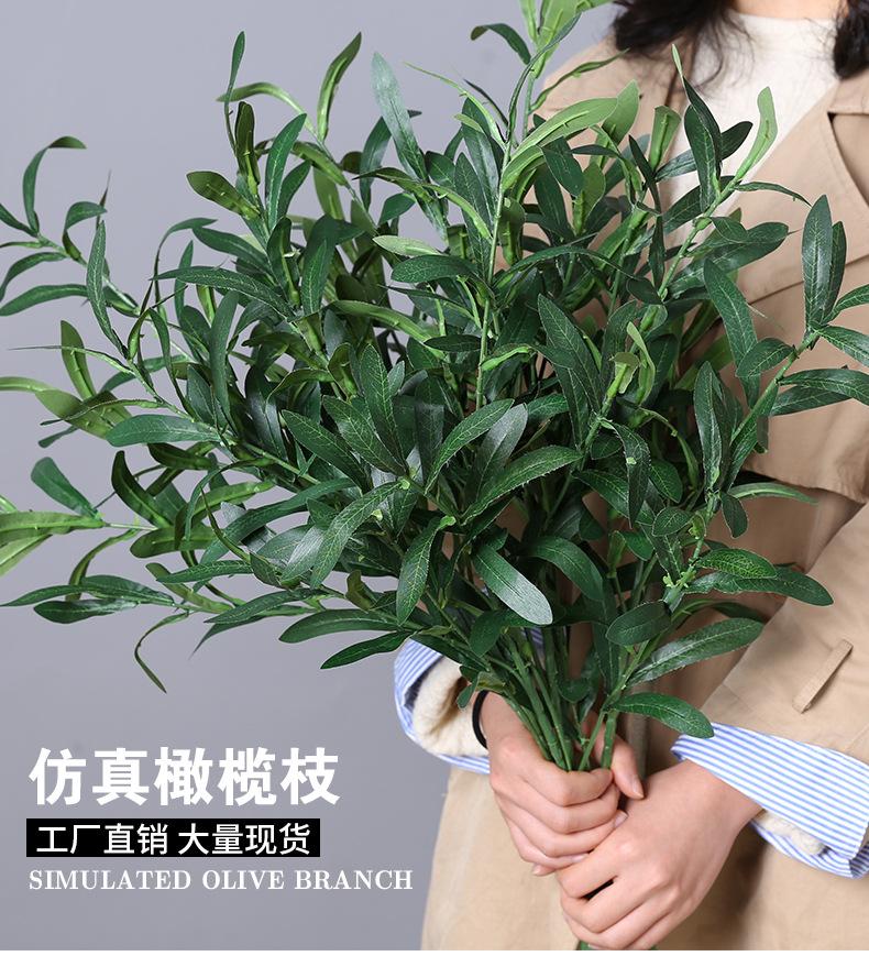 橄榄枝_01.jpg