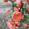 Venta Directa Base de Flor de Begonia de Cuatro Estaciones en Maceta Plantones de Pila Vieja Doble Pétalo Plantas Bonsái Flores de Jardín Interior y Exterior