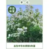 Plántulas de Hortensia de Madera China Cubo de Plantación para Exteriores Bola de Arpillera Semillas de Flores Patio Casa Montón Viejo de Madera Plantas en Maceta