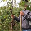 Dropshipping Patio Extra Grande Sunshine Rose Uva Plantón Jufeng Planta en Maceta Plantación Norte-Sur Plantación en el Suelo Plantación Resistente al Frío Escalada