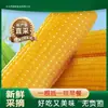 Nuevo Producto de Temporada: 10 Piezas de Maíz Dulce Pegajoso Amarillo del Noreste en Envasado al Vacío, Maíz Pegajoso Amarillo Bajo en Grasa, Maíz Pegajoso Dulce del Noreste