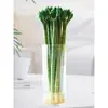 Dragón de Bambú Wenchang Bambú 4 Piezas con Raíces para Cultivo en Agua, Bambú Rico y Próspero, Plantas de Alto Cultivo en Agua, Plantas de Interior para Sala de Estar