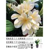 Orquídea Mariposa Monje Clivia Auténtica en Maceta Redonda con Capullos en la Sala de Estar y la Oficina Plántulas de Orquídea Florecen en Todas las Estaciones