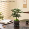 Planta de Aspargo em Vaso Sala de Estar Interna Bonsai Pequeno Zen Chinês Fácil de Cultivar Plantas Verdes Enfeites de Escritório Florais Criativos