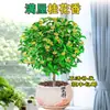 Flor de Osmanthus en Maceta Planta de Interior Balcón Patio Osmanthus Dorado Plántulas Tianxiang Taige Fragancia Fuerte Envío Gratis