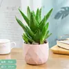 Plantas de Aloe Vera en Maceta, Plantas de Escritorio para Interiores, Suculentas que se Pueden Usar en la Cara y Consumir, Purifican el Aire, Plantas Verdes Pequeñas de Curazao
