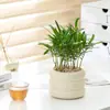 Planta de Escritorio en Maceta Persona Perezosa Purifica el Aire Florales de Interior Sala de Estar Oficina Plantas Verdes Estilo Ins Escandinavo Hogar Nuevo