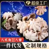 Pulpo con Ocho Tentáculos, Pulpo Pequeño, Pulpo Popular de Mariscos, Pulpo de Patas Cortas, Venta al por Mayor Comercial y Entrega