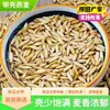 Aveia com Casca para Hamsters, Aves, Galinhas e Patos; Aveia Limpa, Livre de Impurezas, a Granel, em Estoque, Dropshipping, Atacado, Varejo
