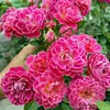 Hacker Queen Jugo Rosa Maceta Balcón Patio Villa Flor Planta Cuatro Estaciones Dropshipping