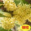 Dropshipping Muda de Osmanthus em Vaso Osmanthus Dourado Flor de Forte Aroma Pátio Externo Quatro Estações Osmanthus Agarwood Borla Enxertia