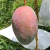 Mango Kate de Panzhihua, Sichuan: Servicio de Dropshipping para Mangos de Piel Verde con Pulpa Espesa, Mangos de Tamaño Grande, Frutas Grandes de Temporada, Fruta Fresca