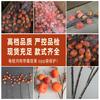 Alta qualidade Frost Persimmon Fruit Artificial Flower Single Branch Decoração de Ano Novo Flor Falsa Grande Ramo Fruta Sala de Estar Mesa de Jantar Enfeites