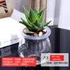 Plantas Verdes Hidropónicas Rábano Verde Gardenia Árbol del Dinero Hiedra Espárragos Bambú Pequeñas Plantas Verdes de Interior Plantas de Maceta Perennes para Todas las Estaciones