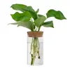 Vaso de Vidro Hidropônico Transparente Minimalista Criativo para Cultivo de Plantas Verdes Como Jiboia, Osmanthus e Pinheiro Arhat, Adequado para Arranjos Florais