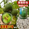 Tsuen Yin Tsuen Mel Não. 15 Sementes de Melão Sementes de Melão Verde Esmeralda Doce, Crocante e Suculento para Uso em Estufa