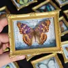 Imán para Refrigerador Mariposa Especimen Decoración Marco de Fotos Estilo Europeo Adorno Regalo Creativo de Cumpleaños Suministros de Enseñanza de Ciencias Venta al por Mayor