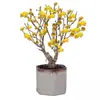 Plántulas de Dulcamara de Invierno en Maceta Corazón Sencillo Dulcamara de Invierno Ciruelo Rojo Flor de Tronco Viejo Bonsái Ciruelo Verde Ciruelo Nativo Resistente al Frío Balcón