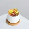 Combinación de Plantas Suculentas Pequeñas en Maceta para Interiores Suculentas Fáciles de Cuidar Plantas Verdes de Escritorio Flores con Maceta Paquete para Principiantes