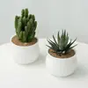 Planta de interior de cactus de alta calidad en maceta, perfecta para escritorios de oficina, fácil de cuidar