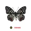 Especímenes Tridimensionales de Mariposas e Insectos Reales para la Educación Científica Infantil en Jardines de Infancia, con Alas Extendidas, Diseño de Estilo Fotográfico 1