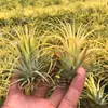 Ventas Directas de Fábrica Orquídea de Aire Planta de Aire Planta sin Tierra Rojo Amarillo Verde Duende Barba de Viejo Medusa Mayoreo