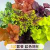 Sedum Chino Premium Hierba Buda Dorada Hierba Nieve Delgada Hierba Buda Hoja Dorada Maceta Planta Cubresuelos Flor Resistente al Frío Hierba Espejo