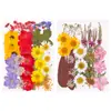 Materiales para manualidades con flores secas, especímenes de plantas de flores prensadas, marcapáginas hechos a mano para maquillaje facial, kits de materiales para pintura con flores prensadas, flores reales naturales