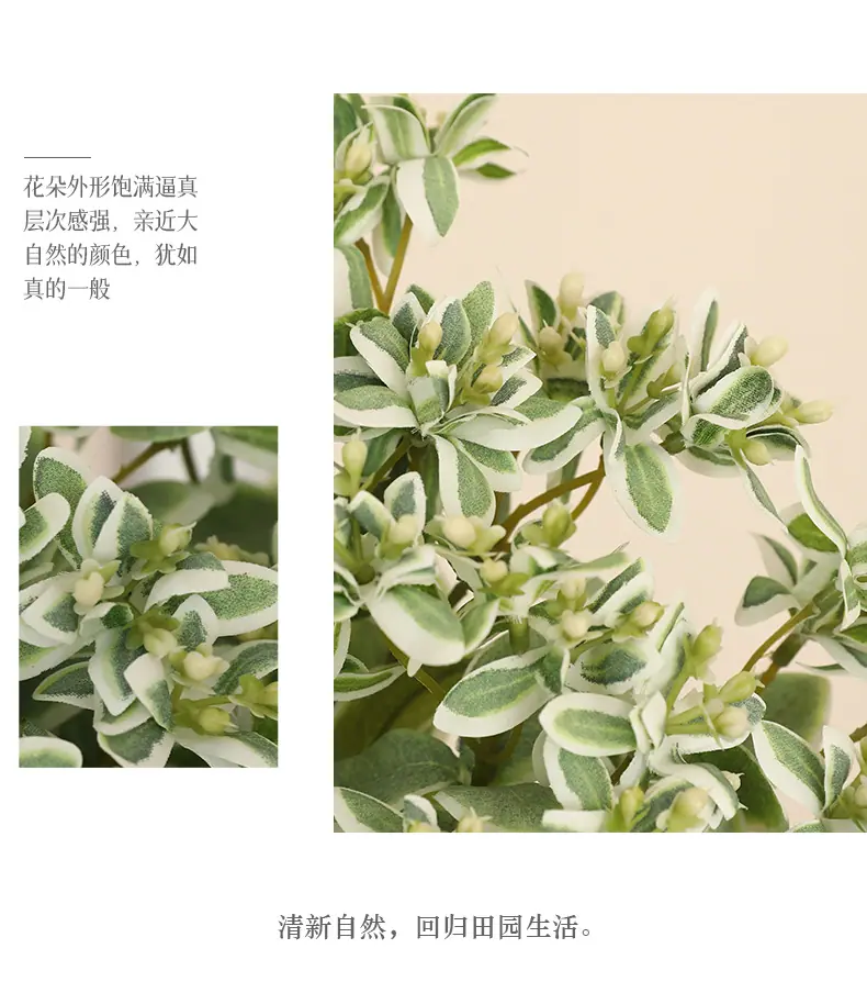 屿初短枝白边叶_07.jpg
