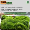 Materiales DIY para Micro-Paisajismo con Musgo, Planta Individual de Hierba de Malla, Plantas Verdes Frescas para Acuapaisajismo, Helechos para Paisajismo de Tanques Aqua-Terrestres