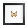 Mariposa Real, Especie Preciosa de Verano, Mariposa Rara, Mariposa Pequeña de Cinta Verde, Adorno de Escritorio, Espécimen de Regalo, Pintura Decorativa, Espécimen de Mariposa