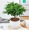 Pepperwood Maceta Mini Interior Creativo Escritorio Pequeño Bonsái Oficina Planta Verde Fácil de Mantener Todo el Año Madera Fragante para Repeler Mosquitos
